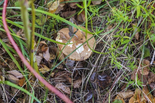 Beautiful close up view of brown cap boletus mushroom isolated on autumn landscape background. Autumn nature backgrounds.