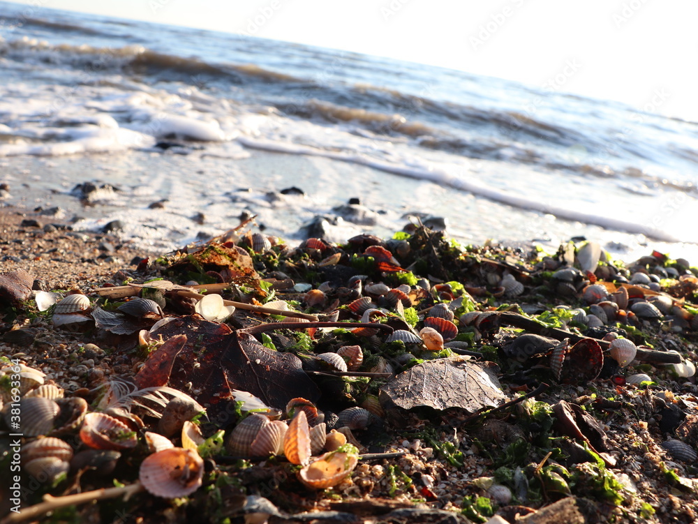 Obraz premium seaweed on the beach