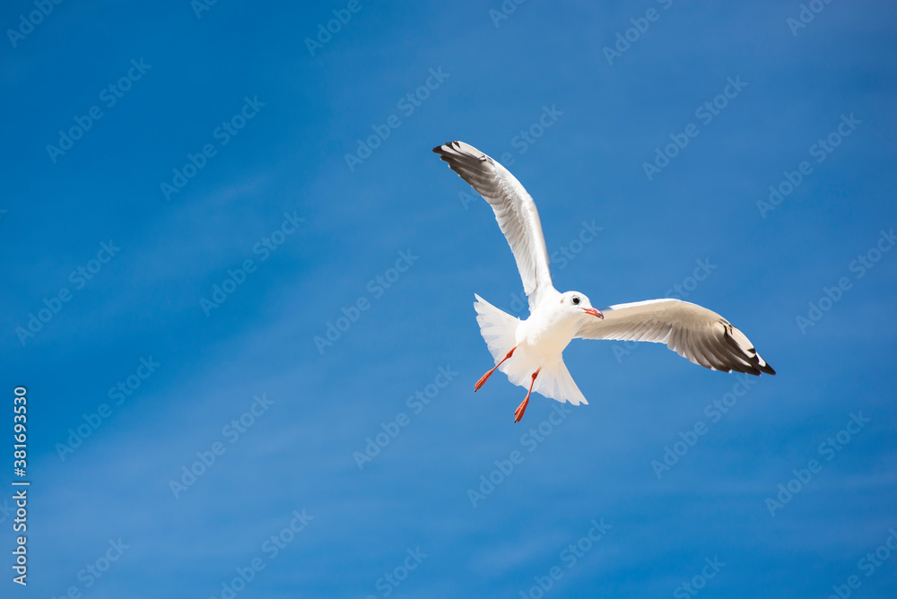 Gull bird on background of blue sky. Gull bird on background of blue sky.