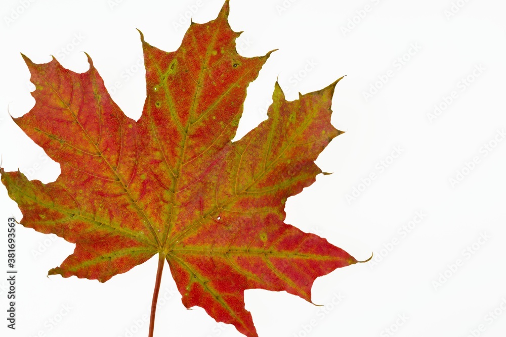 Obraz premium Close up macro view of gorgeous red maple leaves isolated on white background. Autumn concept. 