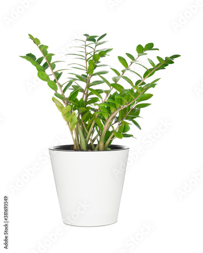 House plant in pot isolated on white background