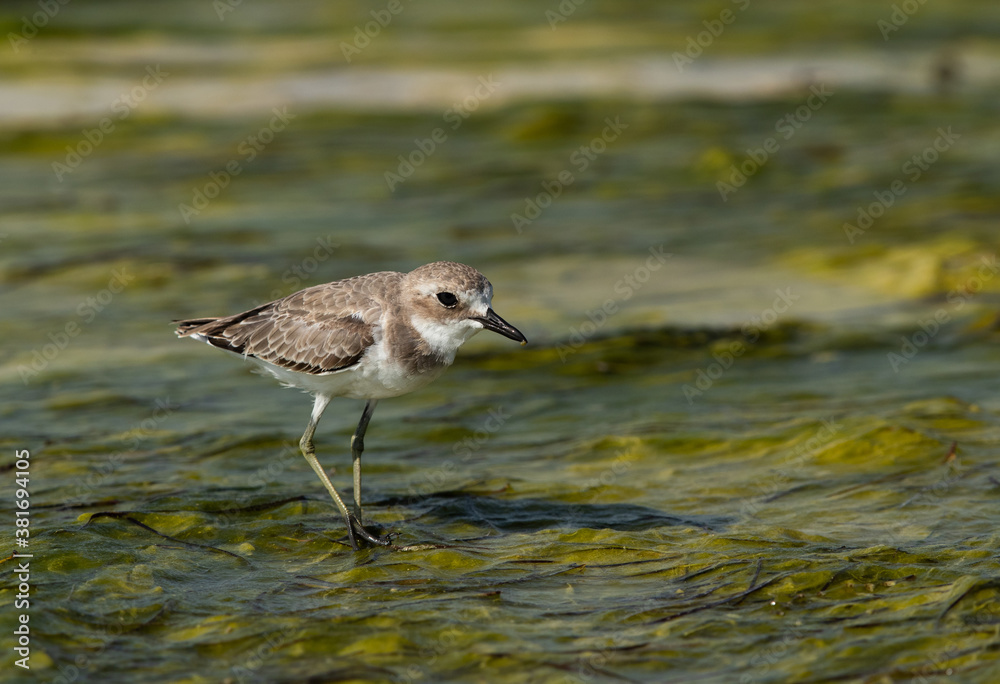 Closeup of a Greater sand plover on green Closeup of a Greater sand plover on green