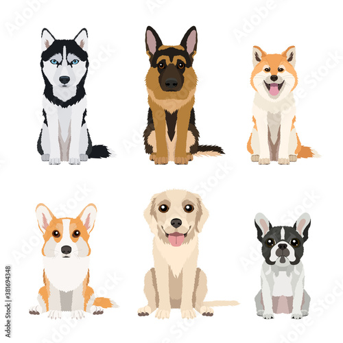 Set of different dog breeds: pembroke welsh corgi, husky, labrador retriever, german shepherd, akita and french bulldog. Vector illustrations isolated on white background