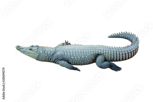 Crocodile or alligator isolated on white background. © esvetleishaya
