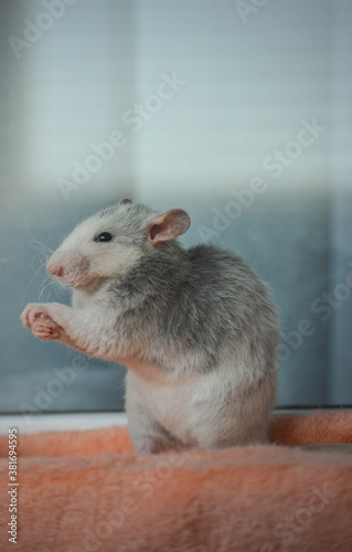 Cute rat.