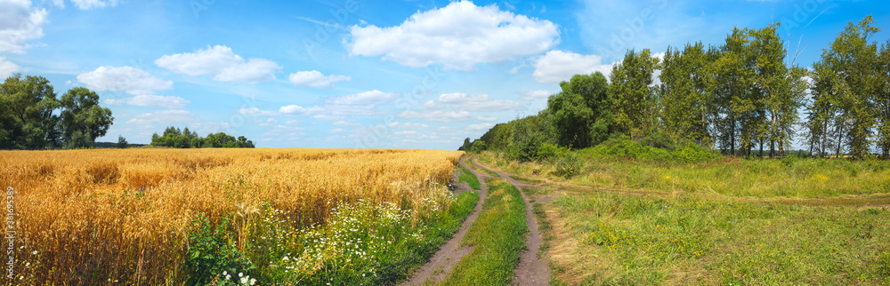 Beautiful summer panoramic scene with rural road and ripe oat field during sunny day.