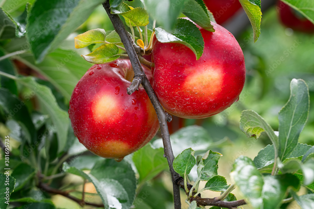 two apples on the branch ready for picking at harvest two apples on the branch ready for picking at harvest