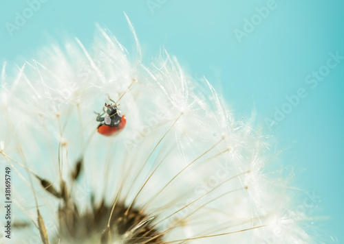 red ladybug on white dandelion. macro photo