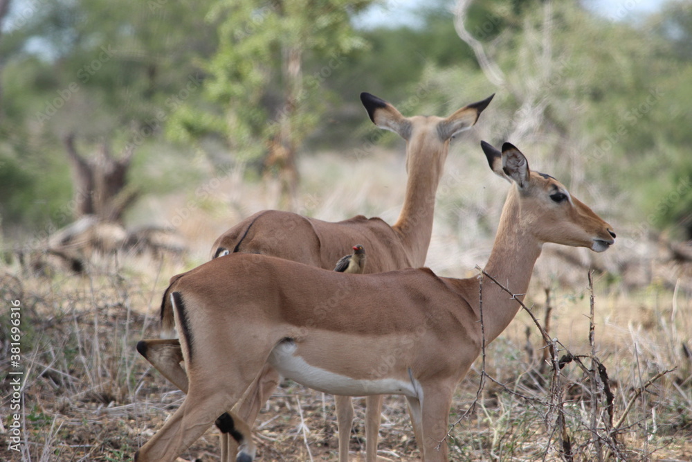 Photo Taken in Kruger National Park Photo Taken in Kruger National Park