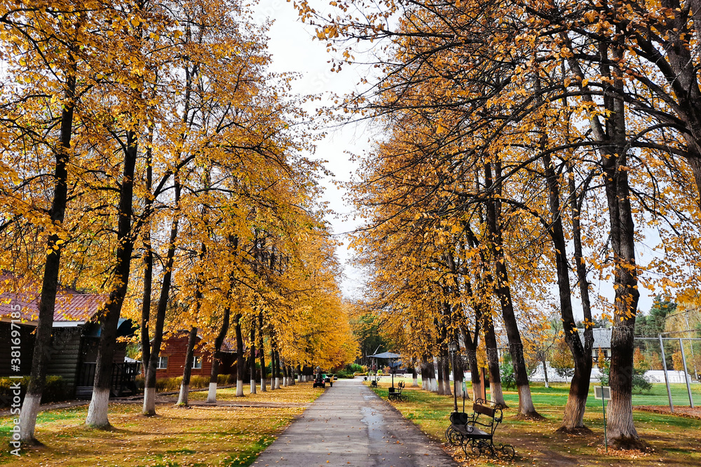 Fototapeta premium autumn in the park