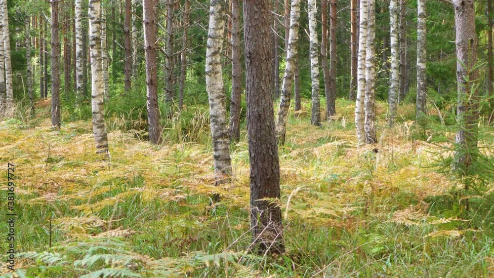 Forest fern with yellow leaves in autumn Forest fern with yellow leaves in autumn