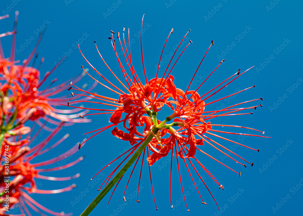 Lycoris radiata 