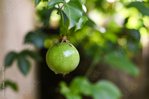 Raw green organic passion fruit hanging on branch of the creeper on tree, Kerala India. Shot in natural light. photo