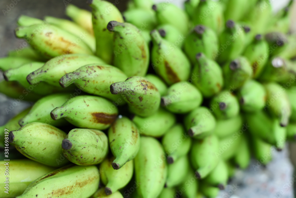 Bunch of green banana organic unripe raw, edible fruit in Kerala South India. Many small bananas going to ripe freshly cut from home garden farm.