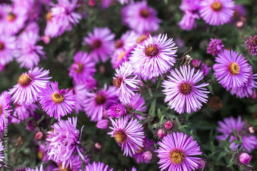 Violet flowers in blossom in garden Violet flowers in blossom in garden