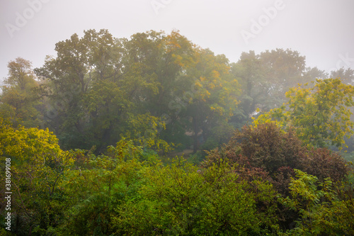 Autumn fog in the old majestic park. Huge old oak tree(Quercus). Colorful leaves on the plants.