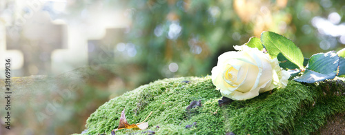 weiße Rose auf Grabstein, Allerheiligen, Banner, Header, Headline, Panorama