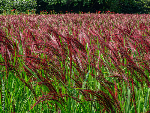 Maiden Grass in Japan  photo