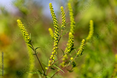 Ambrosia bushes. Ambrosia artemisiifolia causes allergies in summer and autumn. Ambrosia is dangerous weed. Its pollen causes severe mouth allergies during flowering