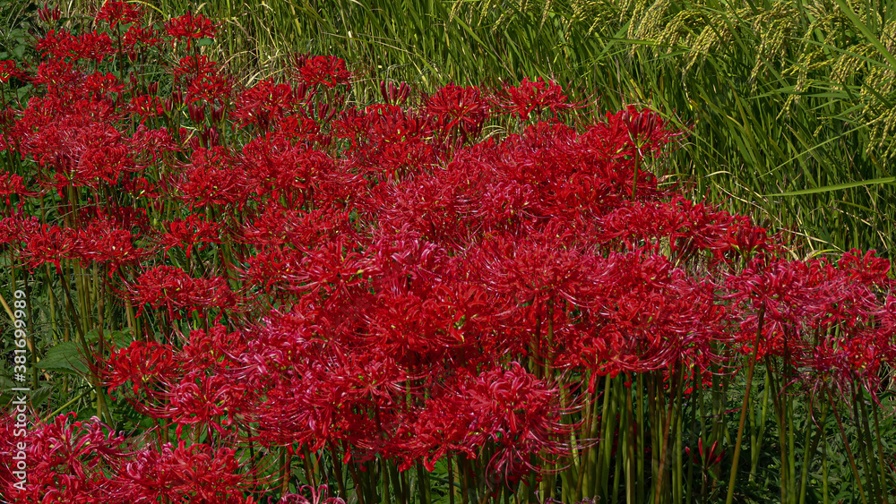 Lycoris radiata Lycoris radiata
