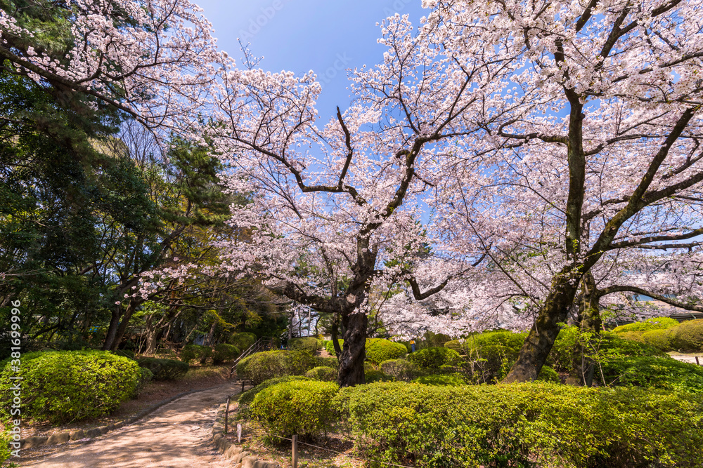 桜咲く哲学堂公園の風景