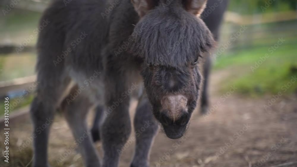 A cute little newborn miniature mediterranean donkey with a fringe standing clumsily on its legs next to a farm plank fence, its mother standing behind, waving her tail, rack focus close up 4k shot. A cute little newborn miniature mediterranean donkey with a fringe standing clumsily on its legs next to a farm plank fence, its mother standing behind, waving her tail, rack focus close up 4k shot.