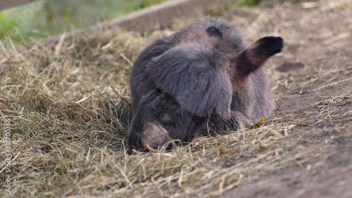 A cute little newborn miniature mediterranean donkey with a fringe and long ears lying on the ground in hay next to a plank fence, slowly falling asleep, breathing rapidly, close up static 4k shot. photo