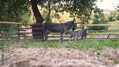 A cute little newborn miniature mediterranean donkey with a fringe clumsily balancing on its legs, being nudged by its mother, both standing next to a farm fence under a tree, static 4k shot. photo