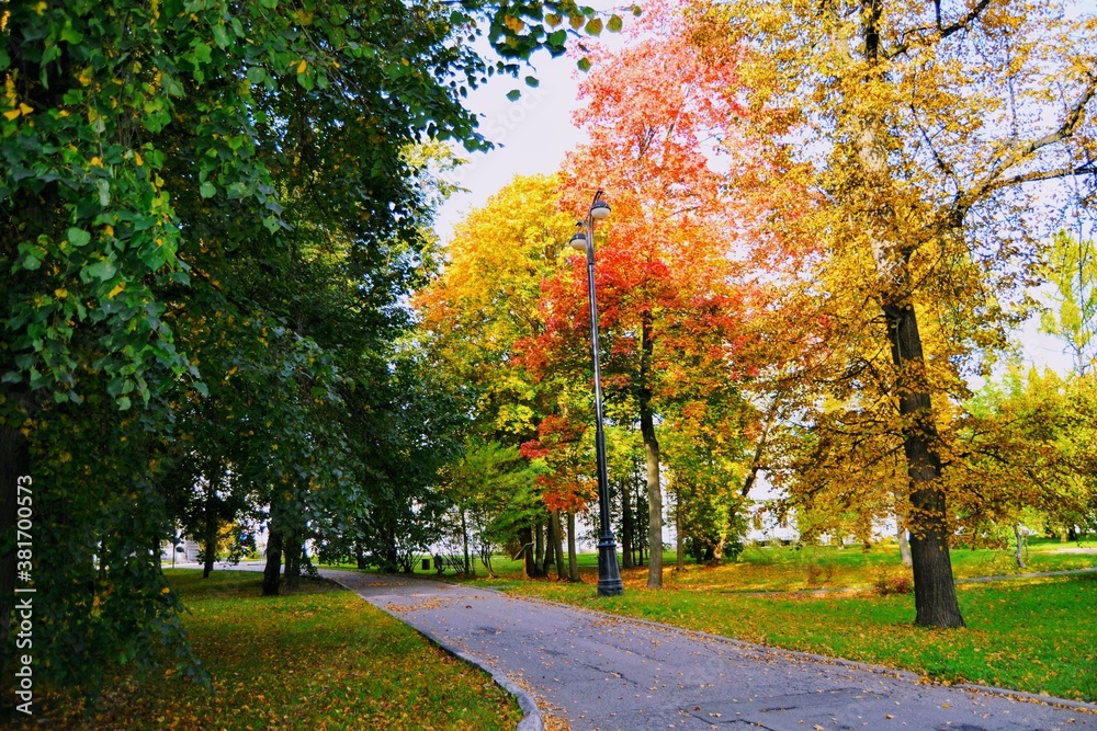 autumn trees in the park