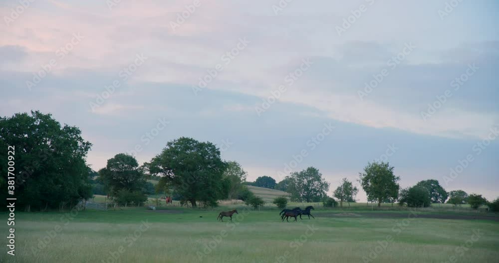Group of horses galloping around field in evening 4K Group of horses galloping around field in evening 4K