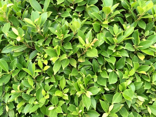 green leaves background