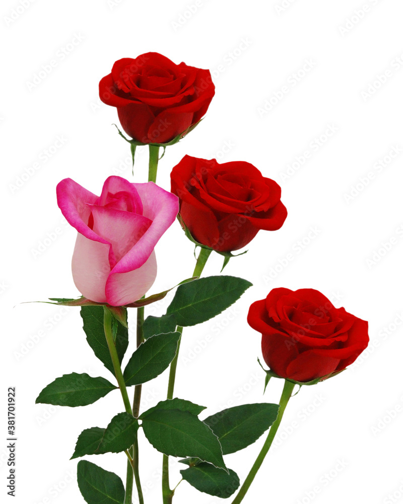 Bunch of rosy roses isolated on white Bunch of rosy roses isolated on white