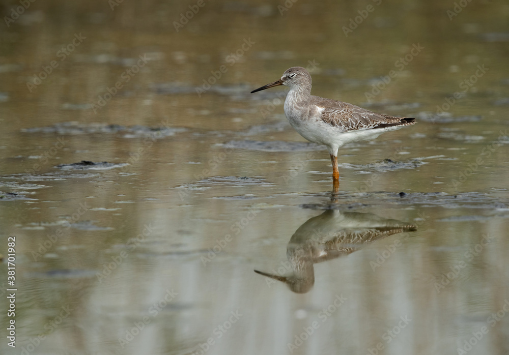 Redshank resting at Asker marsh with reflection on water, Bahrain Redshank resting at Asker marsh with reflection on water, Bahrain