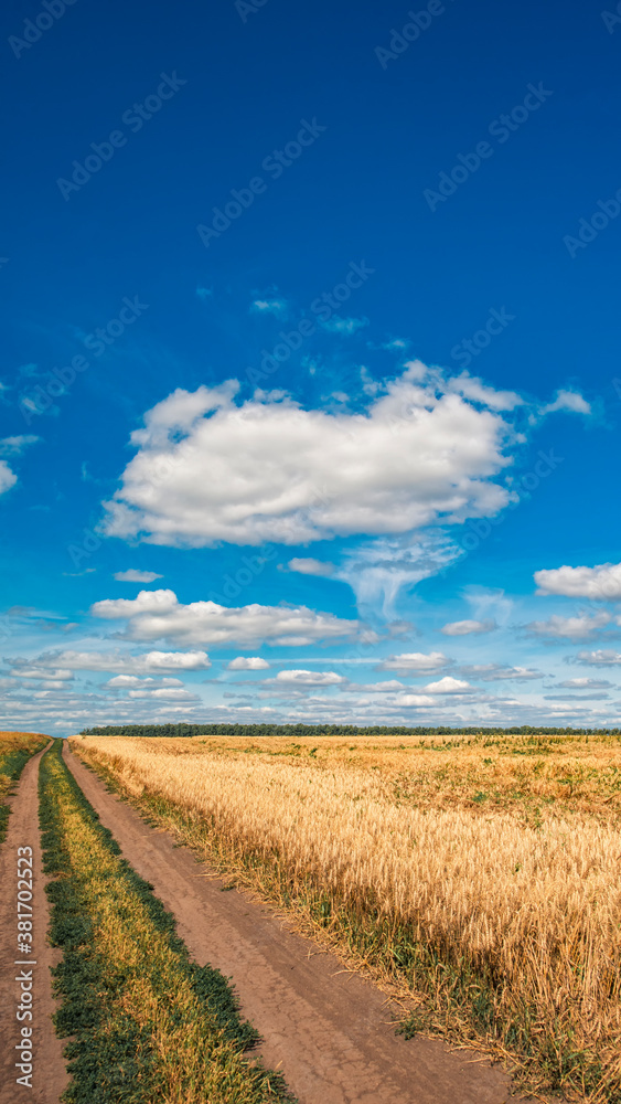 Obraz premium Wheat field in autumn, country road, beautiful white clouds in the blue sky on a clear day, rural landscape, vertical photo. 