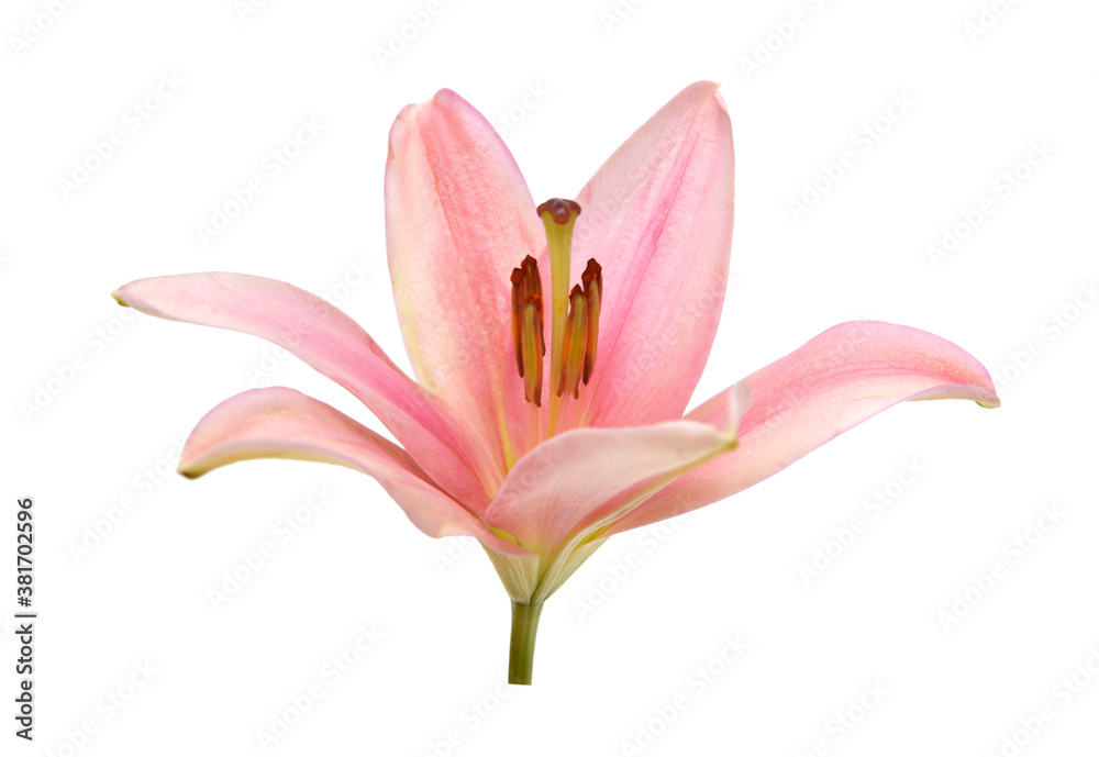 Colorful lily flowers on a white background 