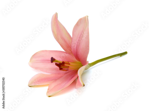 Colorful lily flowers on a white background 