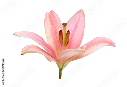 Colorful lily flowers on a white background  © ImagesMy