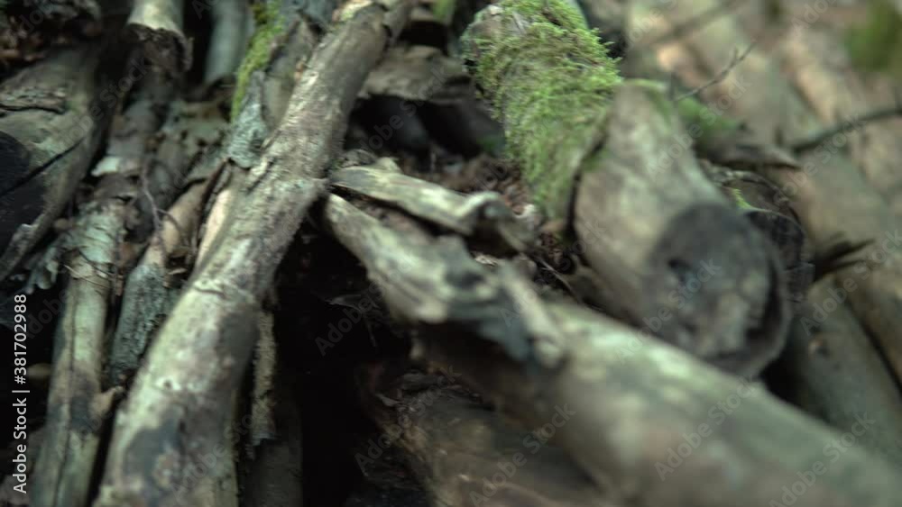 Panning Across Twigs laying on the Forest Floor with Moss Growing Over Them Panning Across Twigs laying on the Forest Floor with Moss Growing Over Them