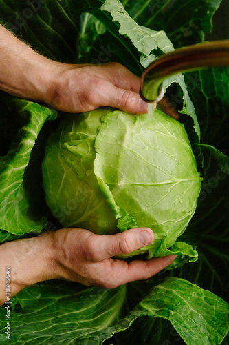 male hands and a large fresh green cabbage. Healthy eating.