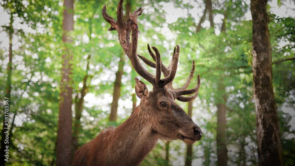 Beautiful wild male deer with antlers in forest enjoying nature during sunny day.Close up shot. Beautiful wild male deer with antlers in forest enjoying nature during sunny day.Close up shot.