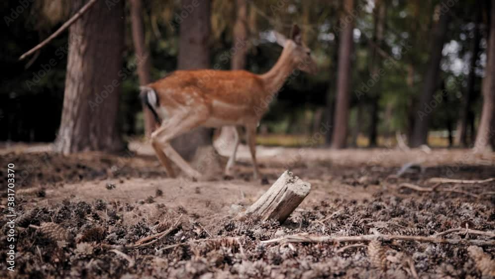 Scared Deer jumping and running away in slow motion.Low angle close up. Scared Deer jumping and running away in slow motion.Low angle close up.