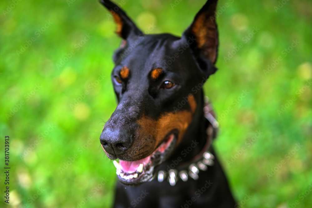 portrait of a black dog portrait of a black dog