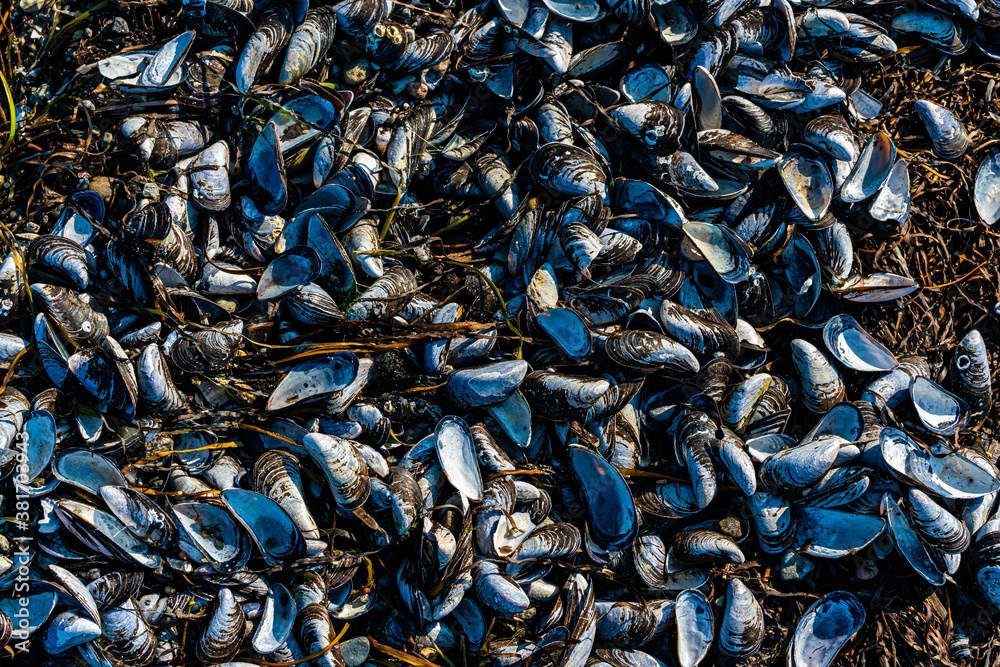 Blue mussel shells, open on a beach outdoors. Close up. Blue mussel shells, open on a beach outdoors. Close up.