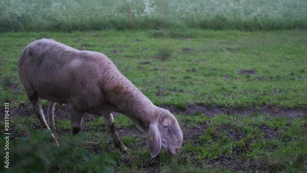 Grazing Sheep in the moody mountains´with fog in slowmotion.
Location: South Tyrol, Italy. Grazing Sheep in the moody mountains´with fog in slowmotion.
Location: South Tyrol, Italy.