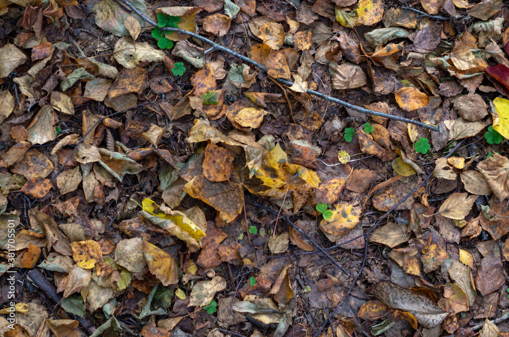 Yellow leaves in the forest.Autumn forest in October.