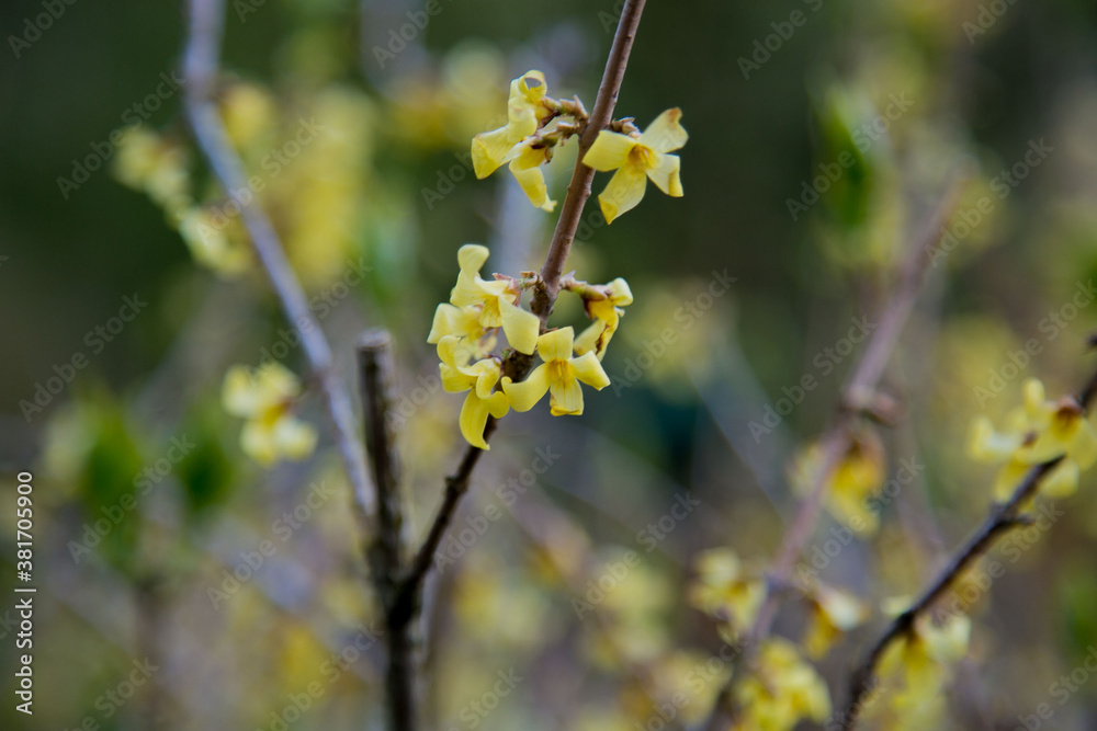 Closeup of beautiful yellow forsythia flowers Closeup of beautiful yellow forsythia flowers