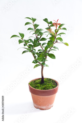 Small Bonsai Tree. Potted Plant. Japanese Camellia