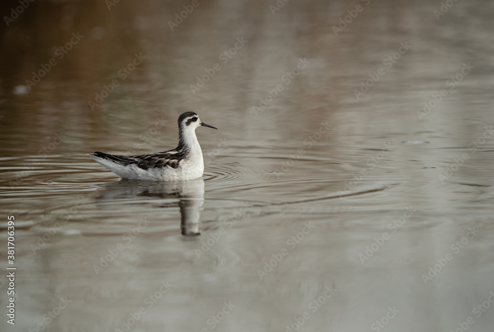 Red-necked phalarope at Asker Marsh, Bahrain Red-necked phalarope at Asker Marsh, Bahrain