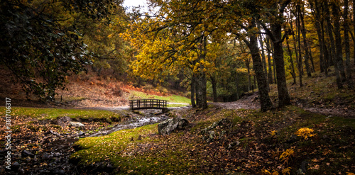 El Tiemblo chestnut natural reserve, in Avila, Castilla y Leon. Autumn with fallen leaves