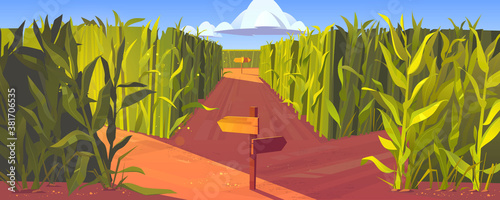 Foto Cornfield with wooden road pointers and high green plant stems